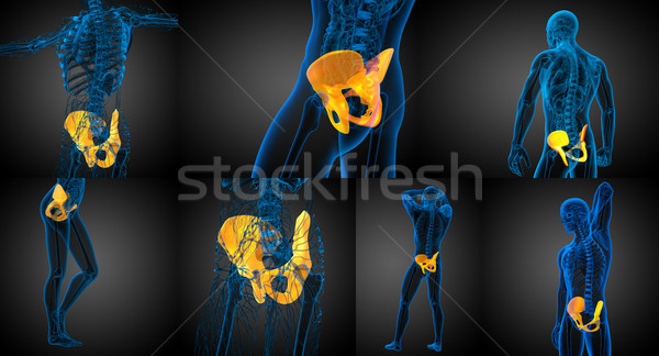 3d rendering medical illustration of the pelvis bone  Stock photo © maya2008