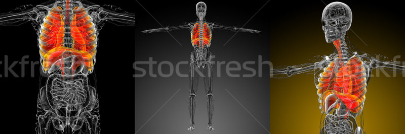 3D medische illustratie ademhalings wetenschap Stockfoto © maya2008