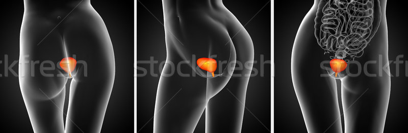3d rendering medical illustration of the bladder Stock photo © maya2008