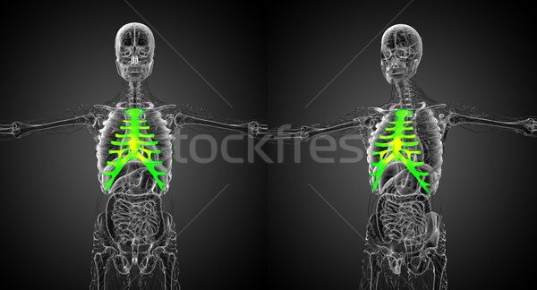 3d rendering medical illustration of the sternum and cartilage Stock photo © maya2008