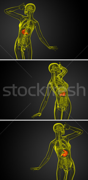 ストックフォト: 3D · レンダリング · 医療 · 実例 · 胃