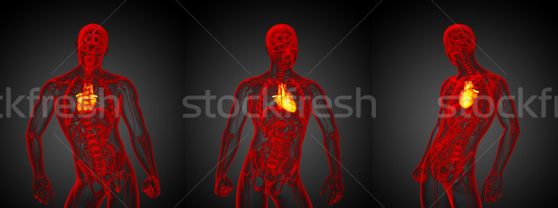 3d rendering medical illustration of the human heart Stock photo © maya2008