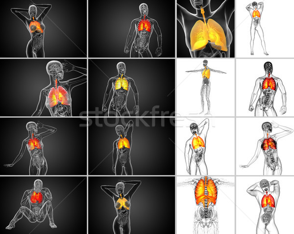 3D Rendering Illustration orange menschlichen Brust Stock foto © maya2008