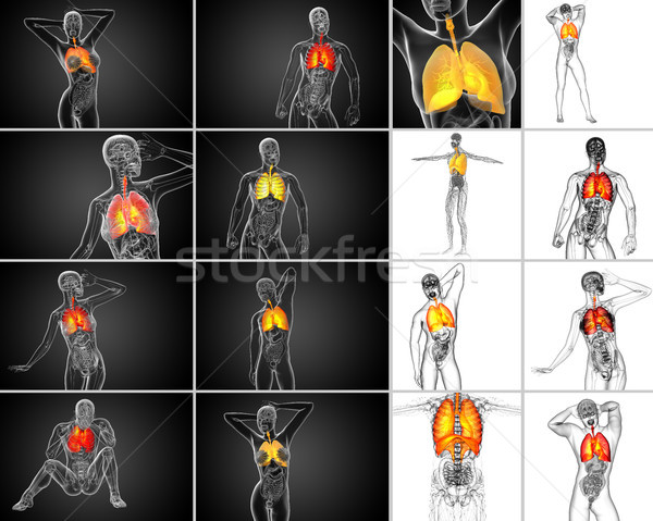 3D レンダリング 実例 オレンジ 人間 胸 ストックフォト © maya2008