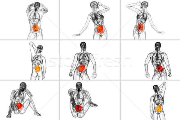 3d rendering illustration of the small intestine Stock photo © maya2008