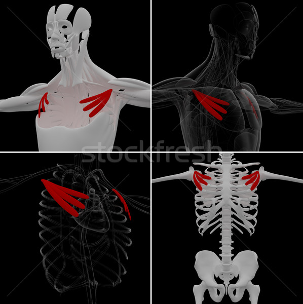 medical illustration of the pectoralis minor Stock photo © maya2008