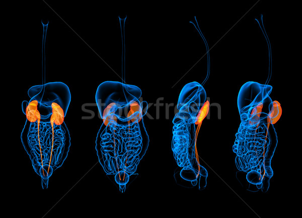 3D menselijke spijsverteringsorganen nier Rood Stockfoto © maya2008