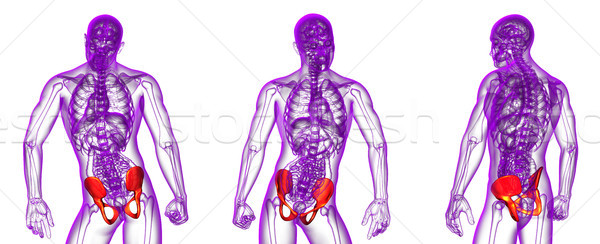 Stock photo: 3d rendering medical illustration of the pelvis bone