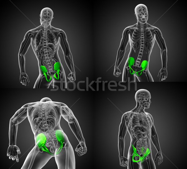3D rendering illustration of the pelvis bone Stock photo © maya2008