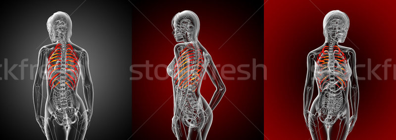 3d rendering medical illustration of the ribcage  Stock photo © maya2008