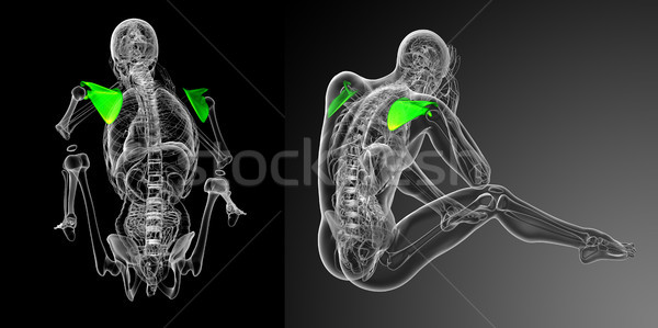 3d rendering medical illustration of the scapula bone Stock photo © maya2008