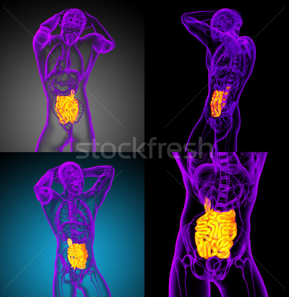 3d rendering illustration of the small intestine  Stock photo © maya2008