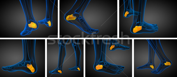 Stock photo: 3d rendering medical illustration of the calcaneus bone