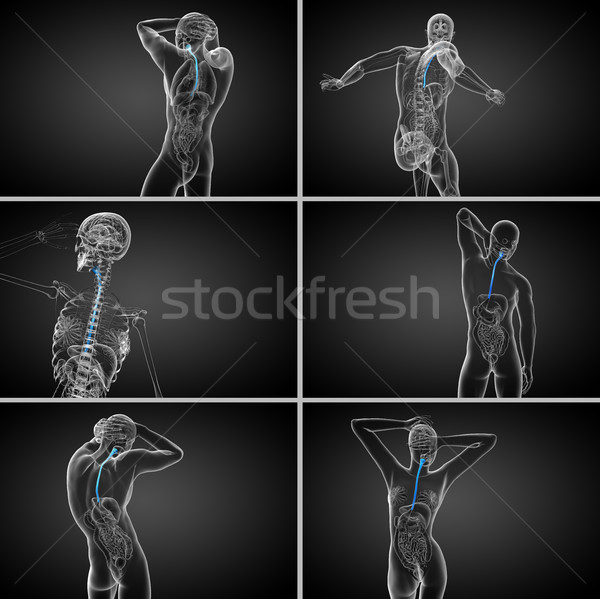 3d rendering  illustration of the esophagus  Stock photo © maya2008