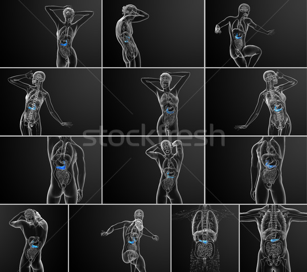3d rendering medical illustration of the gallblader and pancreas Stock photo © maya2008