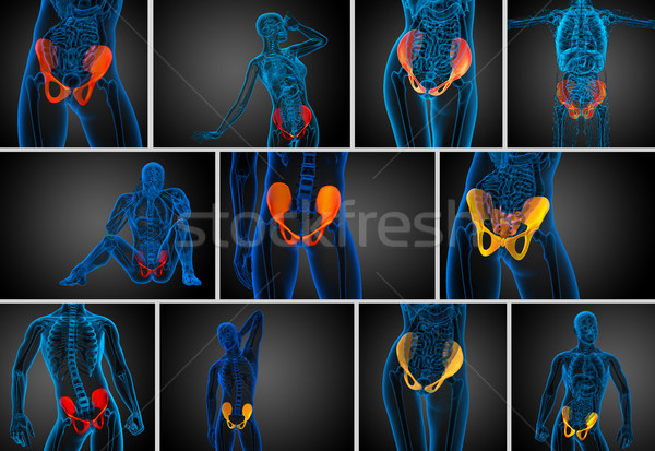 3d rendering medical illustration of the pelvis bone  Stock photo © maya2008