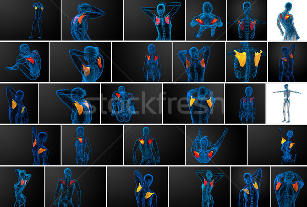 3d rendering  medical illustration of the scapula bone  Stock photo © maya2008