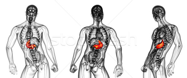 3d rendering medical illustration of the stomach Stock photo © maya2008