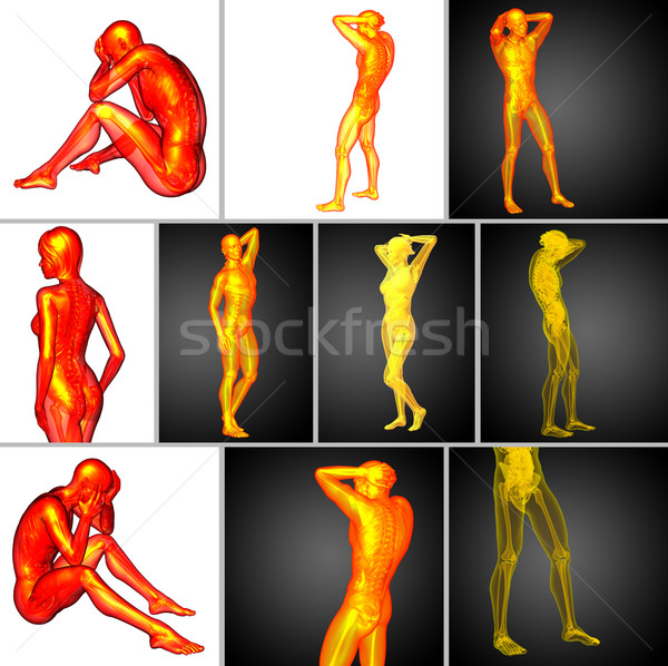 Foto stock: 3D · médico · ilustração · anatomia · humana