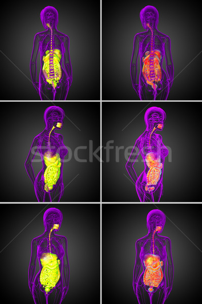 3d rendering  medical illustration of the human digestive system Stock photo © maya2008