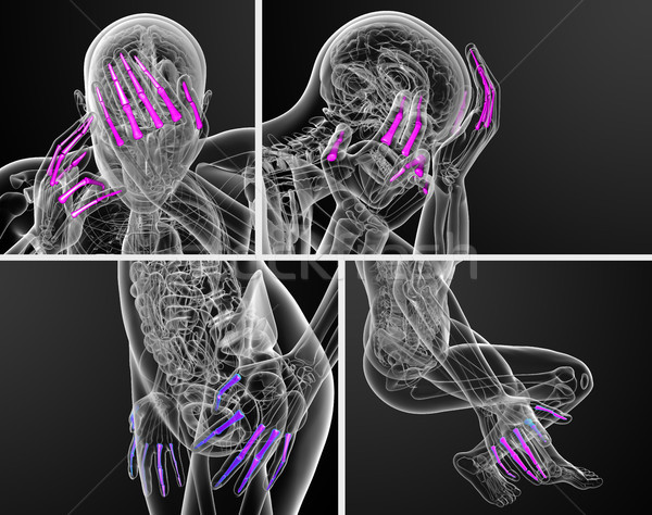 Stock photo: 3d rendering  illustration of the human phalanges hand 