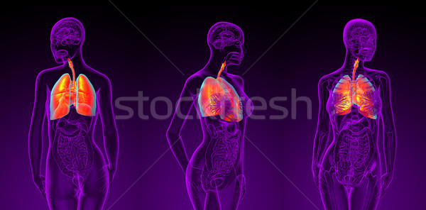 Foto stock: 3D · ilustración · femenino · respiratorio