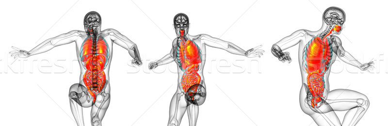 3D 醫生 插圖 人的 消化系統 商業照片 © maya2008