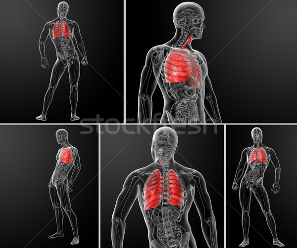 Foto stock: 3D · ilustração · pulmão · homem · corpo