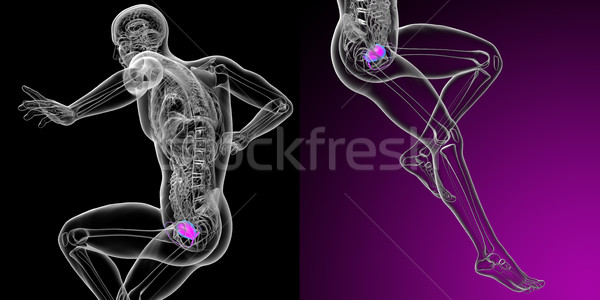 3D renderelt kép orvosi illusztráció hólyag Stock fotó © maya2008
