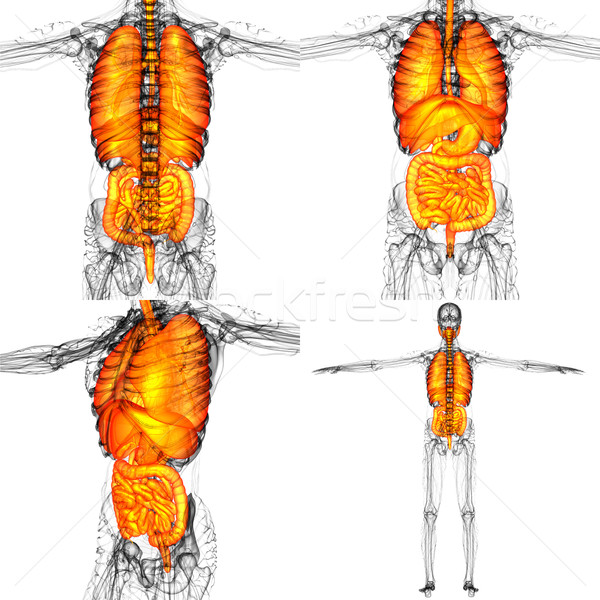 3D rendering illustration of the human digestive system and resp Stock photo © maya2008