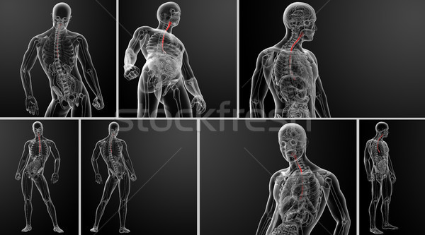 Stock photo: 3d rendering illustration of the esophagus 