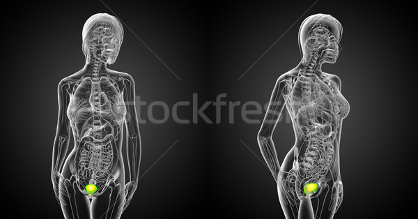 3D medische illustratie blaas Stockfoto © maya2008