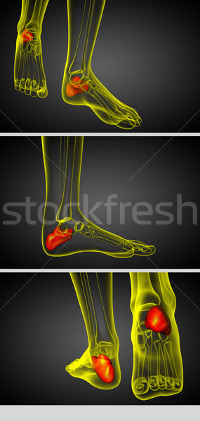 Stock photo: 3d render medical illustration of the calcaneus bone