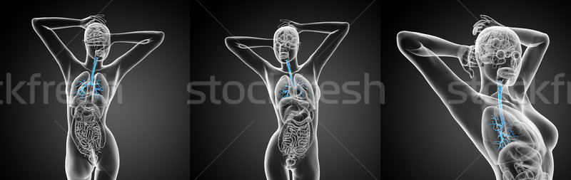 3D rendering medical illustration of the male bronchi  Stock photo © maya2008