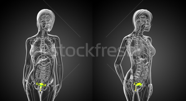 3d rendering medical illustration of the Reproductive System Stock photo © maya2008