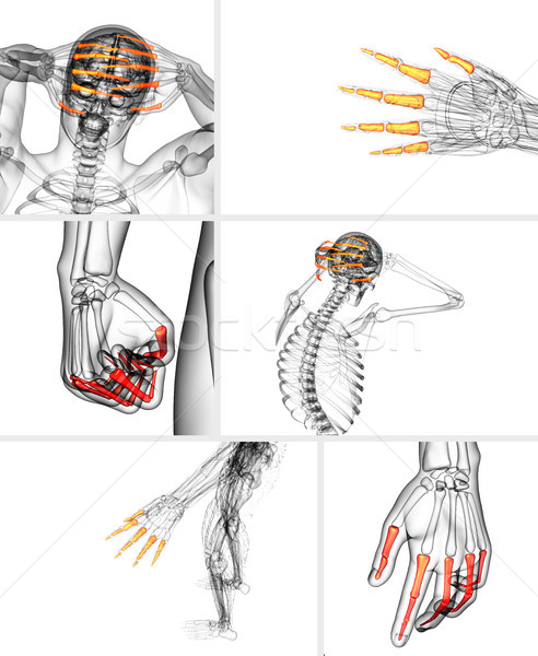 3d rendering  illustration of the human phalanges hand  Stock photo © maya2008