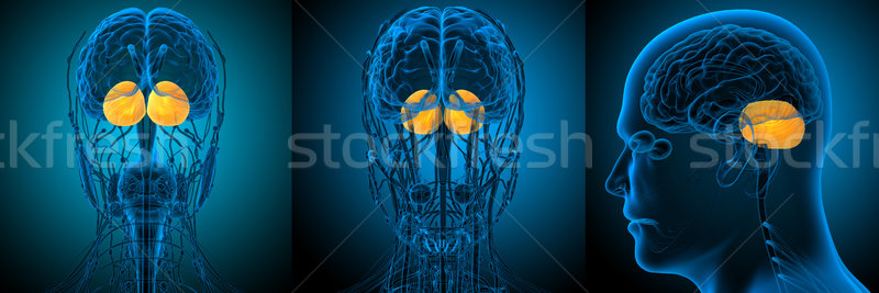 3d rendering medical illustration of the human brain cerebrum  Stock photo © maya2008