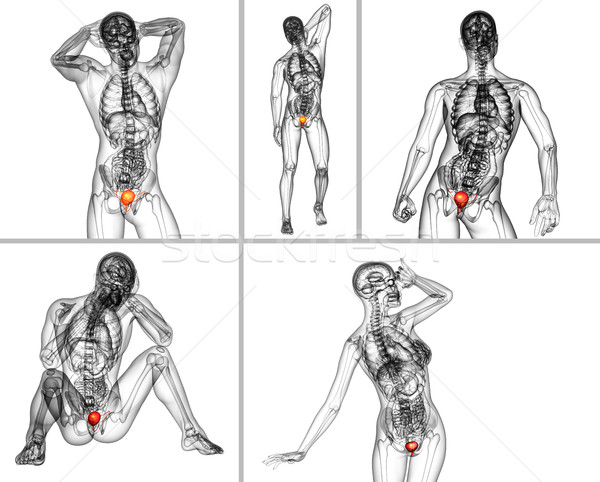Zdjęcia stock: 3D · medycznych · ilustracja · pęcherz