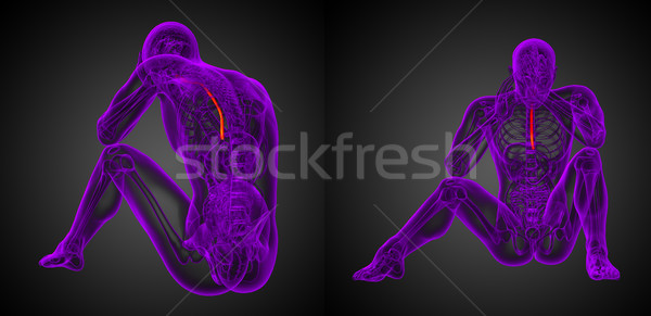 3d rendering medical illustration of the esophagus Stock photo © maya2008