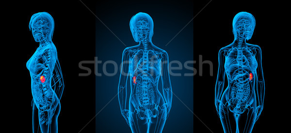 3d rendering medical illustration of the spleen  Stock photo © maya2008