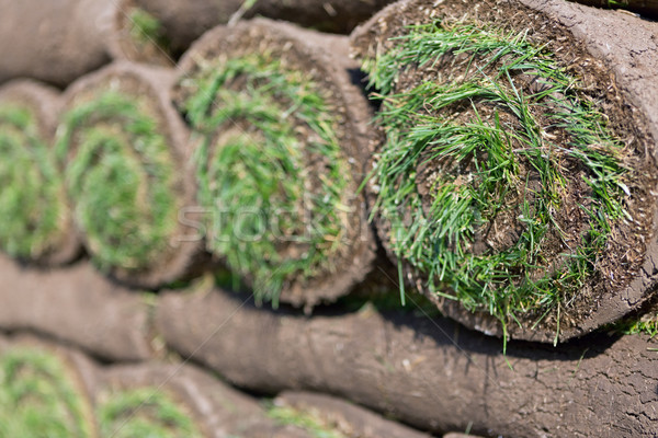 Proaspăt iarbă covor murdărie peluză Imagine de stoc © mblach