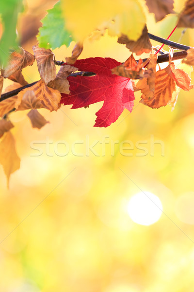 autumn Stock photo © mblach
