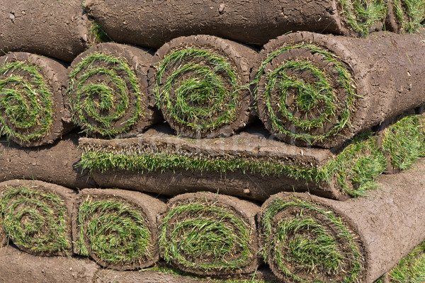 ストックフォト: 新鮮な · 草 · カーペット · 汚れ · 芝生
