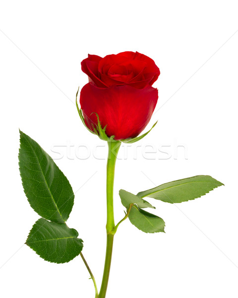 Single Red Rose Stock Photo C Mblach 640050 Stockfresh