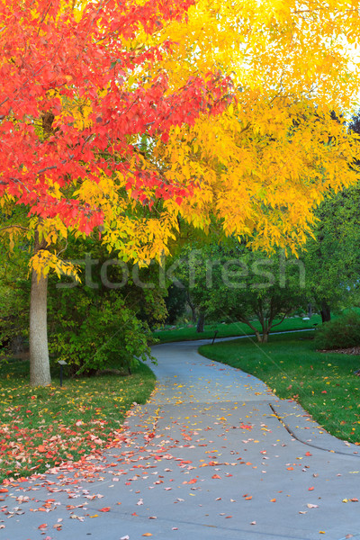 fall Stock photo © mblach