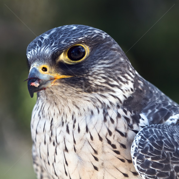 Falcon ritratto natura uccello mangiare profilo Foto d'archivio © mblach