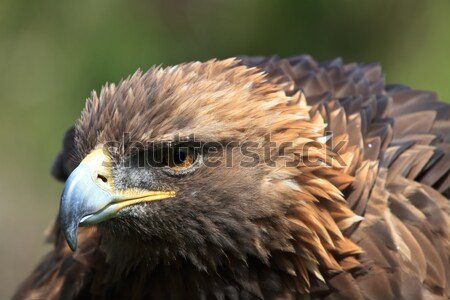 golden eagle Stock photo © mblach