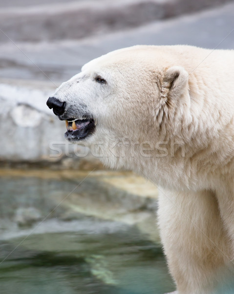Orso orso polare neve viaggio bianco animale Foto d'archivio © mblach