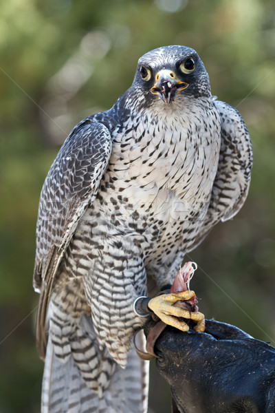 falcon Stock photo © mblach