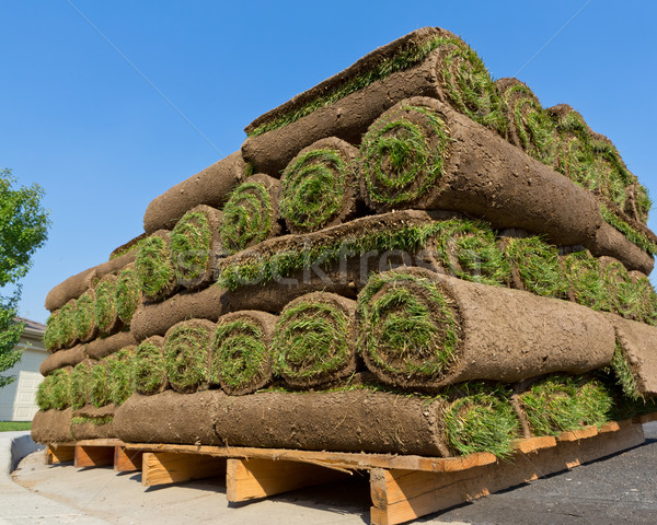 ストックフォト: 新鮮な · 草 · カーペット · 汚れ · 芝生